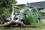 Auto unter Baum Auto unter Baum