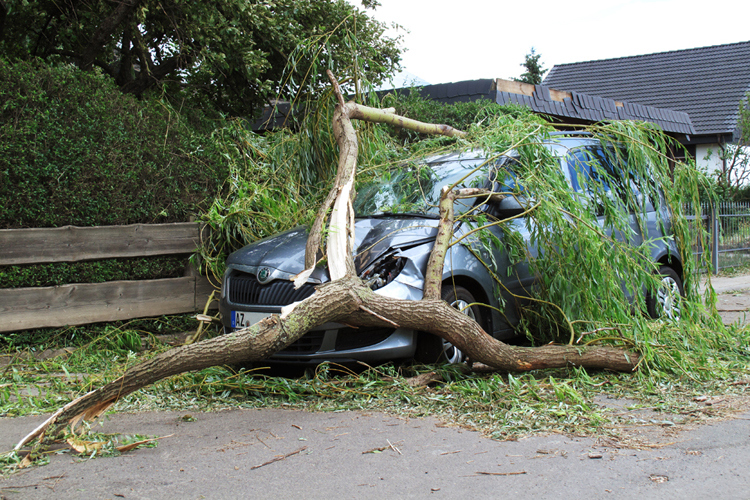 Auto unter Baum