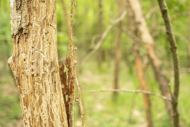  vom Borkenkäfer befallener Baum im Karlsruher Oberwald